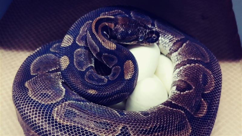 62歲老蟒蛇突產7顆蛋　動物園傻眼