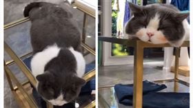 貓咪臉頰被種草莓（圖／翻攝自抖音）