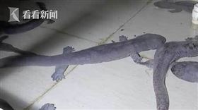 公寓,電費,娃娃魚,廣東,養殖,公共電費。(圖/翻攝自看看新聞)