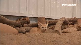 埔心牧場新成員亮相　耳廓狐大耳萌翻