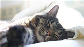 名家專用／毛起來MAOUP（勿用）