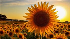 在美國的一間農場，自從疫情爆發後，農場主人決定種植向日葵，用自己的力量和方式，帶給世人溫暖。（圖／Thompson Strawberry Farm授權提供）