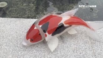 新竹都城隍廟玻璃鯉魚　遭遊客劈兩半
