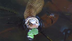 checkered keelback（圖／攝影者紀博瑋, Flickr CC License）https://www.flickr.com/photos/136530250@N05/30206058930/in/photolist-N2cWXu-25SJWpG-6PzVdD