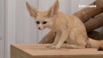 埔心牧場「耳廓狐」萌翻　民眾搶看