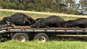 許多牛隻被蚊子吸乾血，筋疲力竭而死。（圖／翻攝自推特）