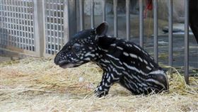 馬來貘（圖／台北市立動物園提供）