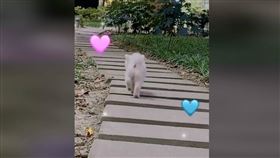 一般汪星人心情好的時候總會搖著尾巴，但你有看過跳著走路的萌汪嗎？有網友在臉書社團「爆料2公社」分享博美的一舉一動，影片一PO出便融化不少人。
圖／翻攝自臉書
https://www.facebook.com/jerry.hsueh88/videos/5052318291460242