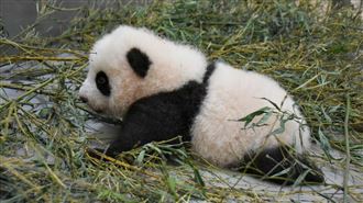 「圓寶」學走路了　媽媽「加菜」鼓勵