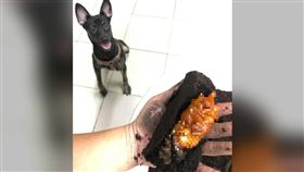 狗狗土裡挖「金塊」超嗨！他一看竟怒了：2年心血差點被毀（圖／翻攝自爆廢公社公開版）