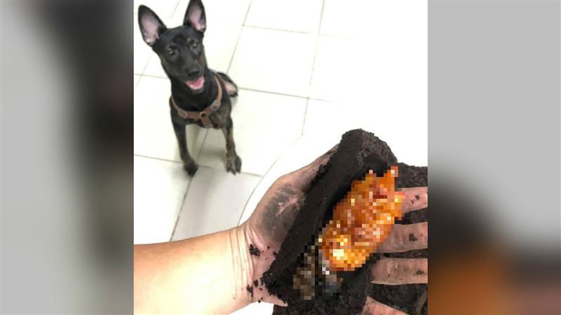 愛犬叼「金塊」他崩潰：2年心血險毀