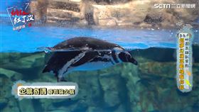 ▲ 首次來台「麥哲倫企鵝」（圖／社群中心提供）