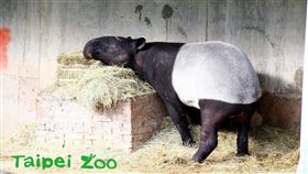 動物園,世界貘日,World Tapir Day,貘,台北市立動物園,貘克,馬來貘