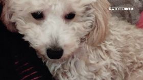 (獨)惡男友擄狗1800