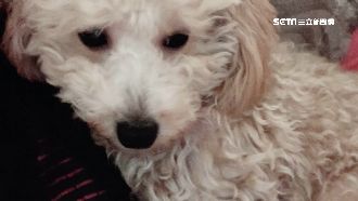 獨／分手設局灌酒　惡男趁醉洗劫擄狗