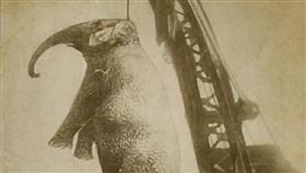 ▲大象（圖／翻攝自維基百科）
