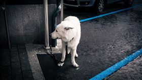 一名寵物友善旅館員工表示，入住有攜帶寵物之旅客都要加收1筆250元的清潔費，但有一名客人卻因不想付這筆費用，將自己養的寵物犬綁在騎樓風吹雨淋，想不到在深夜時這名房客趁半夜沒人注意偷偷將寵物帶進房間被店員當場捉到，還不願意承認，說是只是帶進去拿個東西。流浪狗,棄養,寵物,狗（圖／翻攝自pixabay）