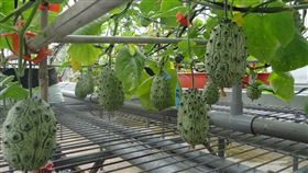 刺角瓜，農委會提供