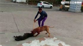 狗咬狗、比特犬咬狗
示意圖／資料照