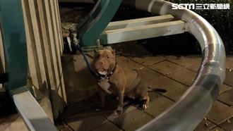 比特犬攻擊頻傳　農委會出招！網大讚