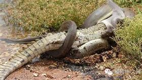 蟒蛇,鱷魚,緬甸,考察,叢林。（圖／翻攝自緬甸中文網臉書）