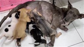 ▲一隻懷孕母狗雙腿遭捕獸夾切斷，走路相當不穩。（圖／台灣動物緊急救援小組 授權）