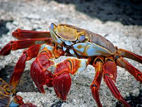 愛情旅館,賓館,摩鐵,螃蟹,關聯性,play