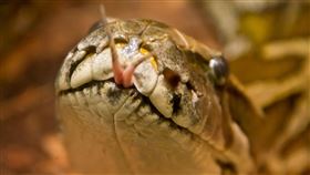 床伴狂舔吵醒她！張開眼2公尺大蟒蛇「看著她」（圖／pixabay）