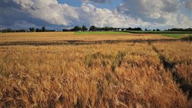 玉米田、稻田。（圖／翻攝自pixabay） 