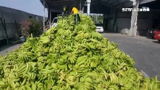 傳普渡「不拜蕉」　香蕉滯銷價格慘！