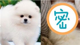 本來照片、影片中健康的博美犬「壽司」，送來時卻相當虛弱。（圖／翻攝自instagram@bysarah____）