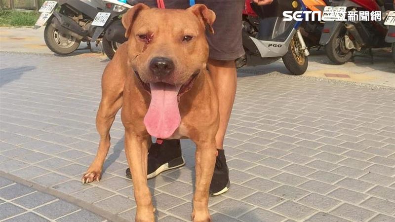 比特犬廝殺藏獒遭棄養　爆收容所悲歌