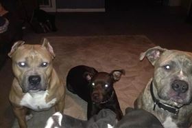 台北市中山區9月13日發生一起貴賓狗遭比特犬當場咬死事件，為了避免引起部分社會大眾對犬隻感到恐懼心理，因此農委會將強化比特犬管理措施，公告比特犬不得再予繁殖或販售。一名網友便在PTT上以「比特犬將禁止飼養了？」為題發問，貼文一出，引發廣大討論。比特犬,狗,pitbull（圖／翻攝自臉書）