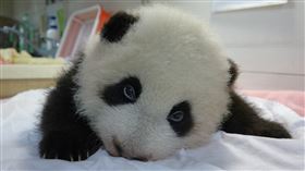 「圓圓」產房待膩了、帶著「圓寶」宿營去（圖／台北市立動物園提供）