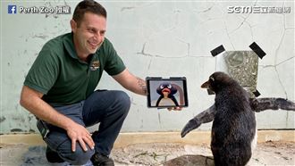 企鵝天天看動畫　原因竟是怕牠太邊緣