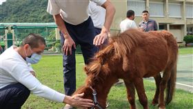 花蓮監獄開設馬匹輔助治療法務部矯正署花蓮監獄2年前針對毒品受刑人開設「馬匹輔助治療」，受刑人利用休息時間與馬匹互動，建立信任關係。（花蓮監獄提供）中央社記者張祈傳真  109年9月16日