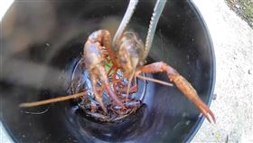 ▲台灣引進小龍蝦後不受歡迎，導至牠們被棄置影響生態。（圖／阿中釣魚趣 授權）