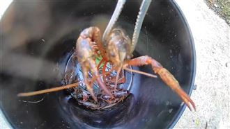 小龍蝦撿到爽　男曝地點：勿放生