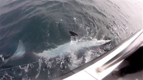 ▲雷尼船長釣的544公斤鯊魚。（圖／翻攝自推特）