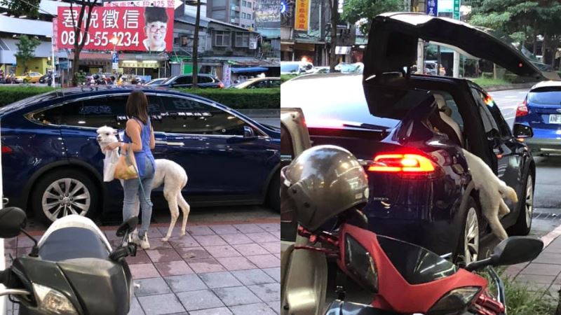 羊駝坐特斯拉逛饒河夜市　網一看崩潰