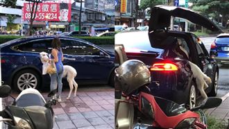 羊駝搭特斯拉　飼主是資產破億女星