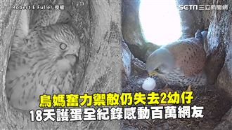 鳥媽奮力禦敵　18天護蛋紀錄感動網