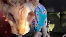 賈斯柏（圖／翻攝自instagram@jazzy.purrs）