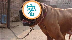 ▲日本土佐犬（圖／翻攝自百度百科）