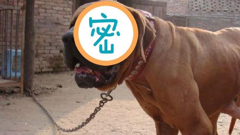 6類危險犬將禁養！牠兇猛不輸比特犬