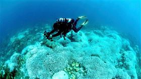 墾丁珊瑚白化狀況隨著因極端氣候每年夏天溫度不斷攀升，讓世界各地珊瑚面臨白化情形，今年更嚴重。圖為墾丁珊瑚目前白化狀況。（蔡永春提供）中央社記者郭芷瑄傳真  109年9月17日