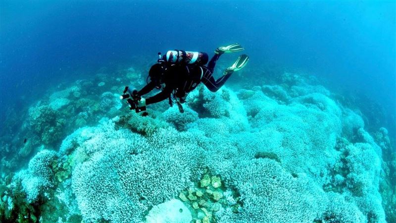 造醫院選育耐熱種　海生館救珊瑚白化