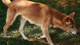 嚎叫聲特殊的新幾內亞唱犬（圖）曾被認為絕跡近50年，但美國學者近日表示，唱犬祖先近年曾在印尼巴布亞省出現。（圖取自維基共享資源；作者：Patti McNeal，CC BY 2.0）
