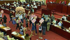 台北市議會國民黨團抗議美豬（圖／記者廖哲民攝影）