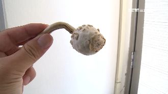 好心送野菇竟有毒　她報警攔截險下肚